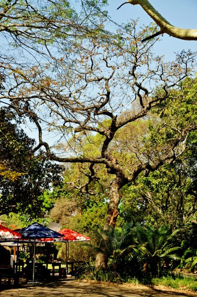 Là một giống cây mọc ở Nam Phi, loài cây này còn được biết đến với các tên gọi khác như Kiaat, Mukwa hay loài cây chảy máu