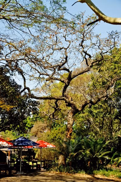 Là một giống cây mọc ở Nam Phi, loài cây này còn được biết đến với các tên gọi khác như Kiaat, Mukwa hay loài cây chảy máu