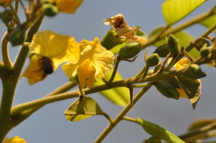 Hoa lưỡng tính, giống hạt đậu, mọc thành chùm, cánh hoa nhăn nheo màu vàng nhạt