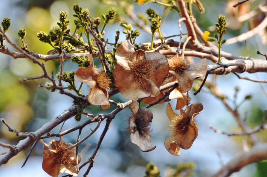 Quả là loại quả đặc biệt dẹt, cứng, hình cầu và không nứt