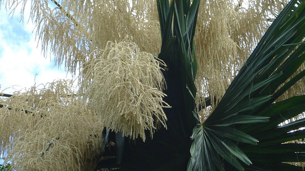 Cọ Talipot: Có chiều cao lên tới 25m, đường kính thân cây là 1m - 1,5m, có cụm dài từ 6m - 8m với hàng triệu bông và chỉ nở hoa mỗi 30-80 năm/lần