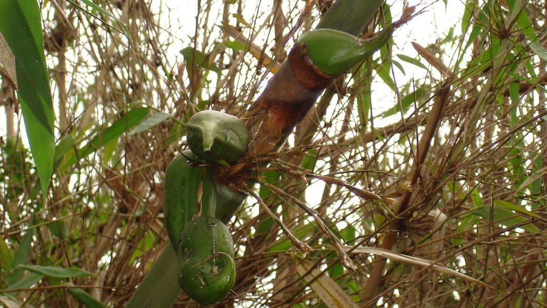 Melocanna baccifera: là cây cũng thuộc họ tre, trúc, tại Ấn Độ, cây chỉ cho hoa mỗi 44 - 48 năm/lần, thậm chí là lâu hơn