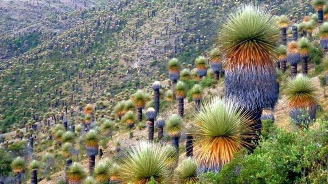 “Nữ hoàng của dãy Andes”: Là cây thuộc họ Dứa, có tên gọi là Puya raimondii, cao khoảng 3-4m ở Peru và Bolivia, khi ra hoa, chiều cao của cây lên đến 12m, cho ra cụm hoa cả ngàn bông nhưng phải chờ từ 80-150 năm/lần