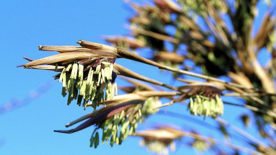 Tre: là loài cây phát triển nhanh nhất trên Trái đất. Một cây tre điển hình có thể phát triển lên đến 10 cm trong một ngày. Một số loài tre có thể tăng lên một mét trong cùng một thời điểm, hoặc cứ hai phút lại tăng lên khoảng 1mm.