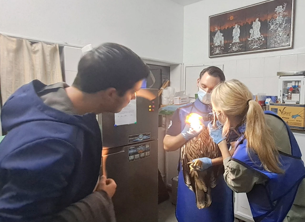 Phương án được các lãnh đạo Trung tâm Cứu hộ, Bảo tồn và phát triển sinh vật đưa ra là vẫn tiếp tục theo dõi sức khỏe, có thể không tiến hành phẫu thuật để lấy mẩu đạn ra ngoài, mà để tự nhiên lâu dần nó tự liền và khối cơ bao bọc.