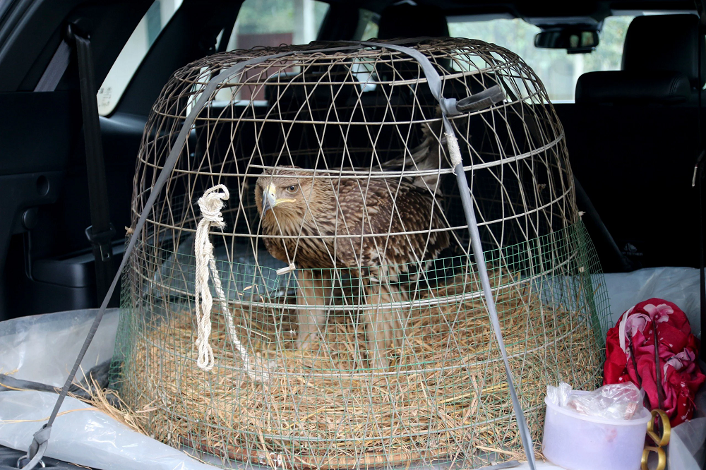 Được biết, sau 4 ngày được Trung tâm Cứu hộ, Bảo tồn và Phát triển sinh vật (Vườn quốc gia Cúc Phương) chăm sóc, sức khỏe cá thể chim đại bàng đầu nâu đang tiến triển rất tốt, không còn nhút nhát như ban đầu tiếp nhận.