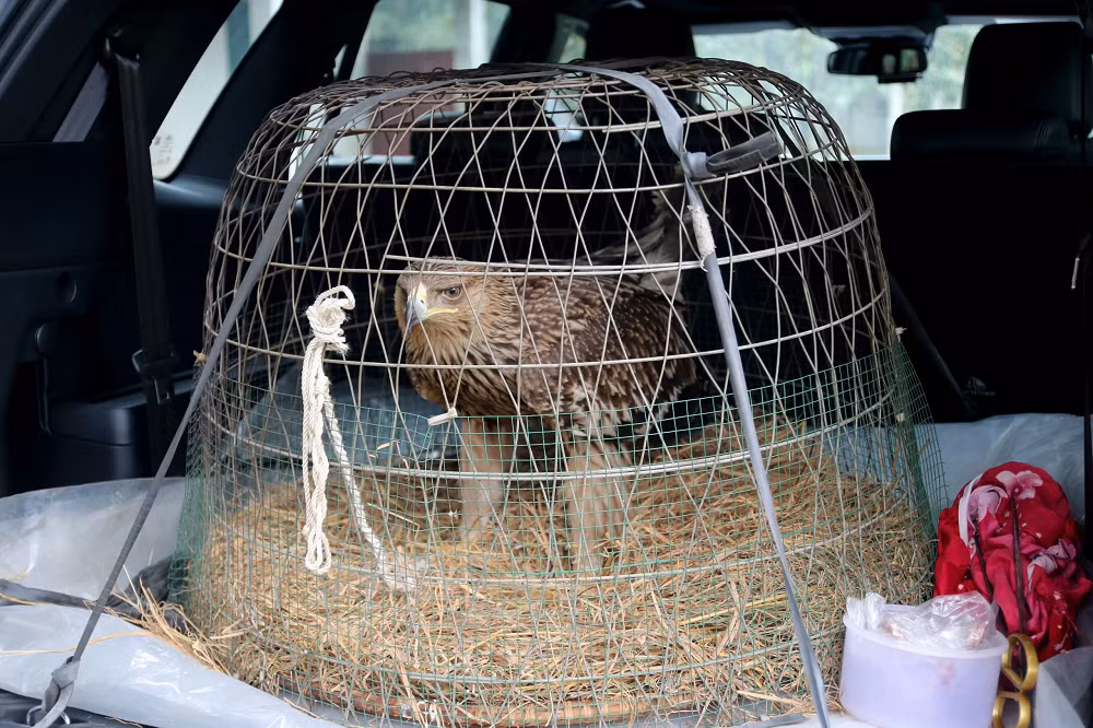 Được biết, sau 4 ngày được Trung tâm Cứu hộ, Bảo tồn và Phát triển sinh vật (Vườn quốc gia Cúc Phương) chăm sóc, sức khỏe cá thể chim đại bàng đầu nâu đang tiến triển rất tốt, không còn nhút nhát như ban đầu tiếp nhận.