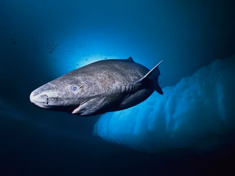 Nhiều cá mập Greenland không thể nhìn thấy, vì chúng bị một loài giáp xác ký sinh (Ommatokoita elongata) bám vào mắt.