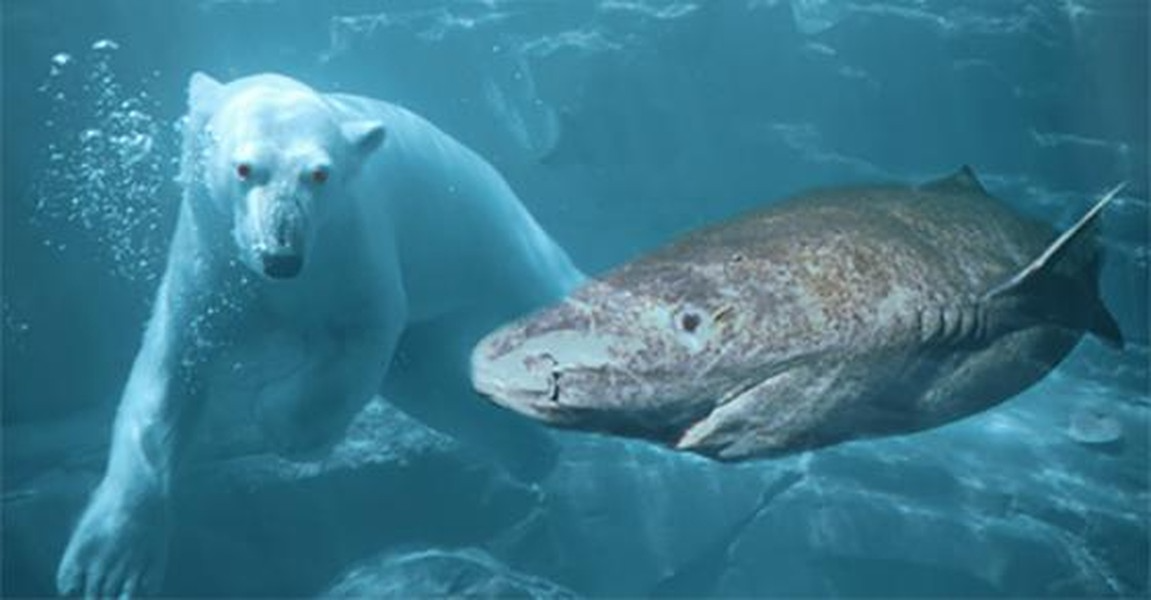 Đến nay các nhà nghiên cứu vẫn đang đi tìm lời giải vì sao tuổi thọ của loài cá mập này lại đáng kinh ngạc đến vậy.