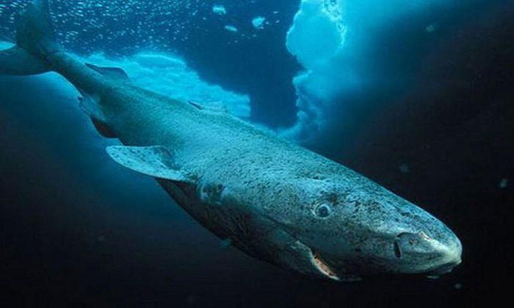 Thức ăn của loài cá mập này là các loài cá nhỏ, bao gồm cả cá mập, hải cẩu. 