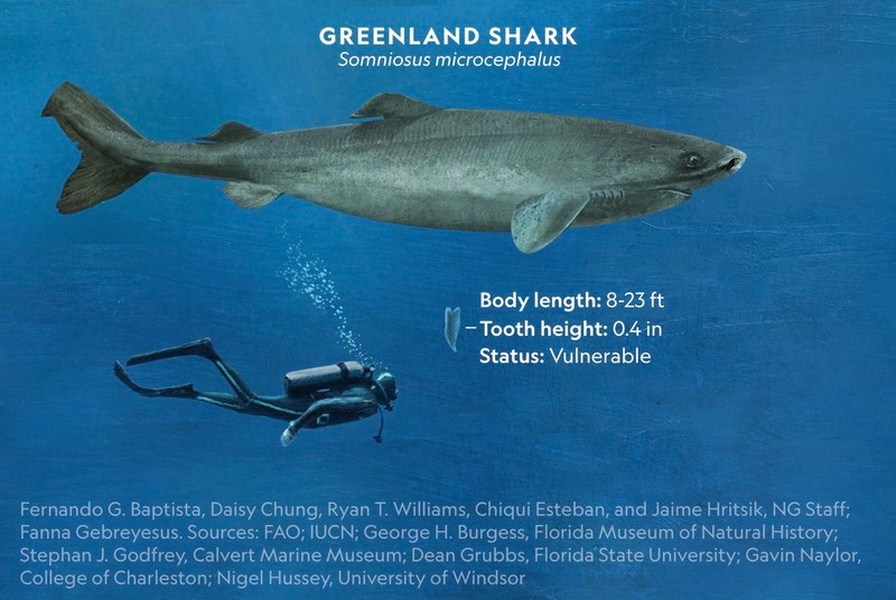 Các nhà nghiên cứu đã xác định, độ tuổi trung bình của một nhóm 28 con cá mập Greenland là 272 tuổi. Con nhiều tuổi nhất được ước tính là 392 tuổi, với sai số là - 120 năm.