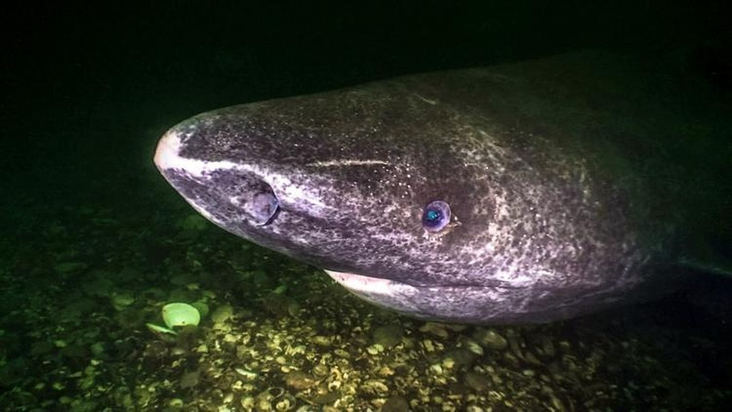 Ký sinh trùng có thể làm hỏng mắt nghiêm trọng, làm suy giảm tầm nhìn của cá mập. Thị lực kém nhưng cá mập Greenland có thể nhờ vào khứu giác của mình để săn mồi.