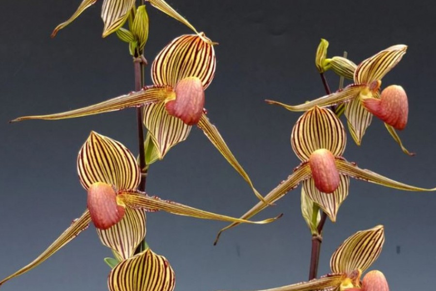 Hai cánh hoa hai bên như cánh tay của thiếu nữ khi thực hiện động tác nhảy điệu Sumazau