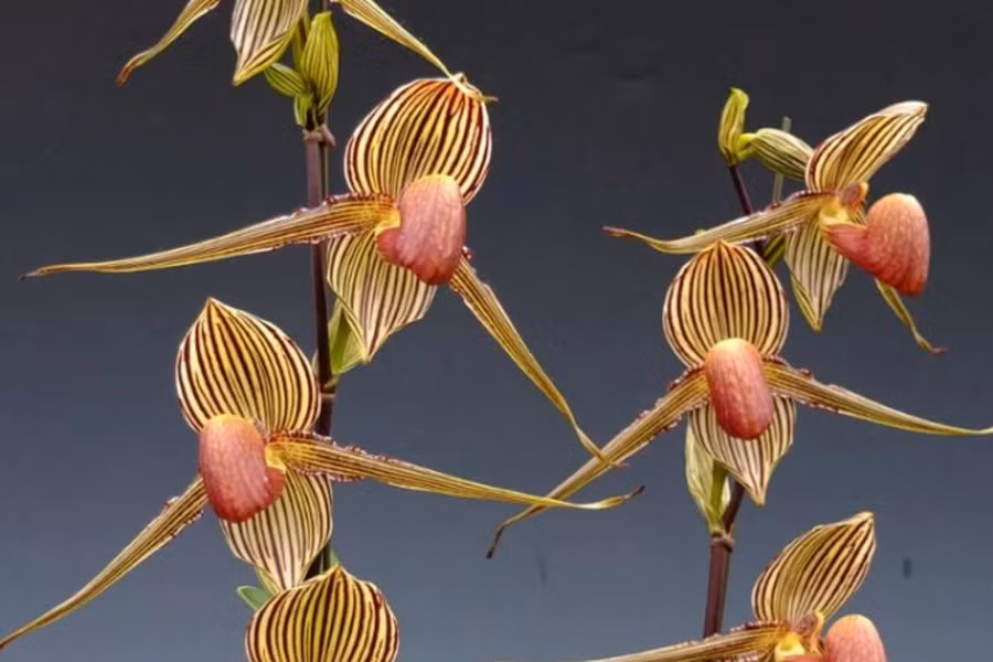 Hai cánh hoa hai bên như cánh tay của thiếu nữ khi thực hiện động tác nhảy điệu Sumazau