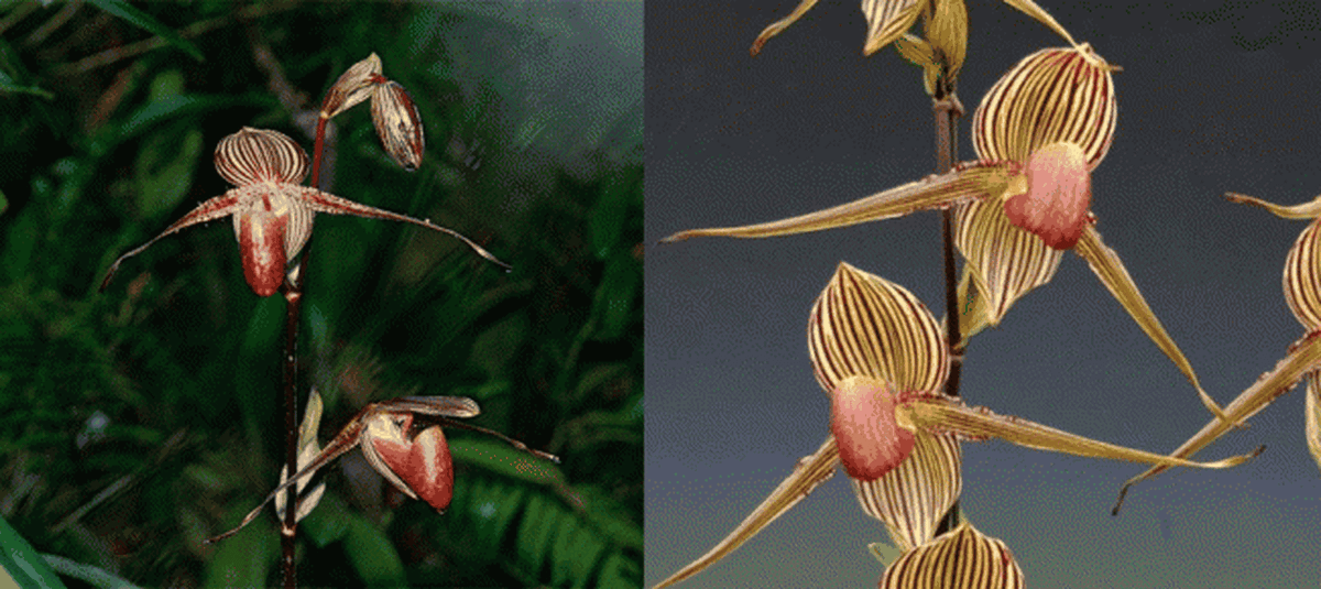 Hiện tại, hoa lan Rothschild đã được trồng thành công, mở ra nhiều cơ hội bảo tồn loài hoa quý hiếm này.