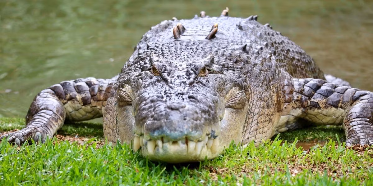 Cá sấu nước mặn lén lút tiếp cận thức ăn của chúng, bao gồm cá, chim và động vật có vú, sử dụng bộ hàm khỏe của chúng để bắt mồi. Chúng là những thợ săn rất linh hoạt, thường chờ thời điểm thích hợp để tấn công bằng cách nằm chờ dưới nước trong thời gian dài. Ảnh:Australian Reptile Park