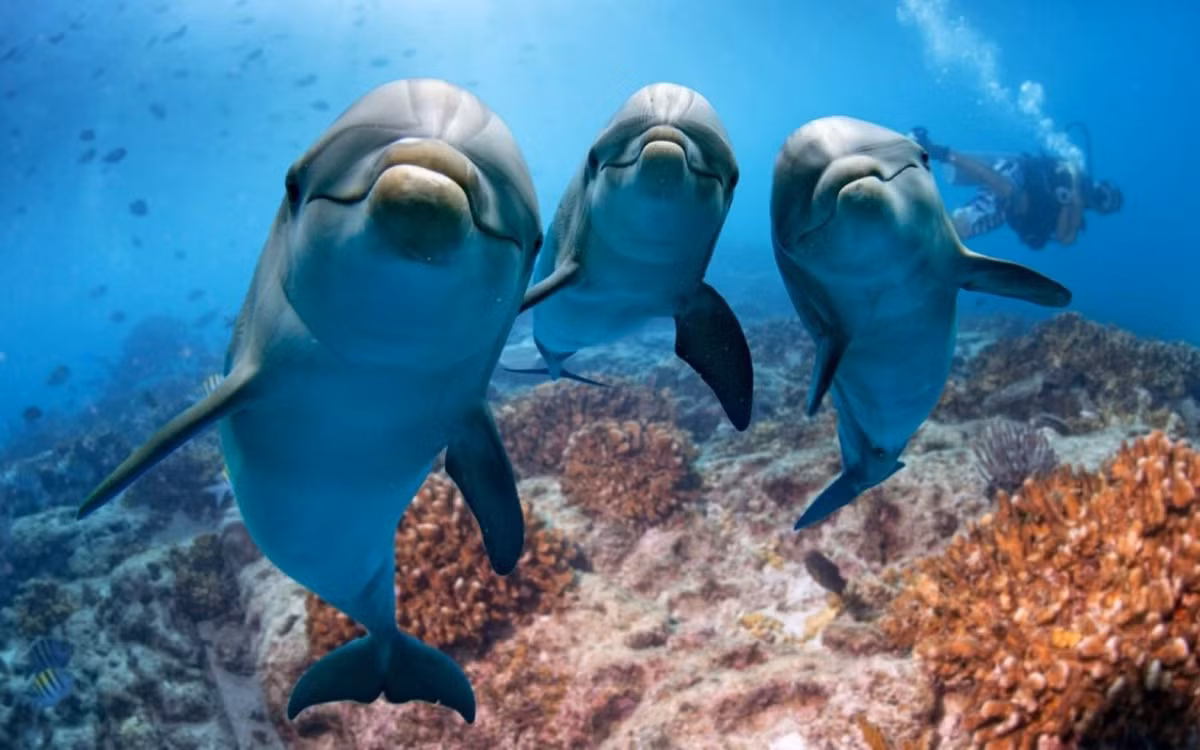 Cá heo giao tiếp thông qua tiếp xúc: Cá heo không tạo ra âm thanh qua miệng mà thông qua lỗ thở, bằng cách di chuyển không khí qua các túi khí được kết nối với nhau. Và chúng không sử dụng tai để nghe dưới nước; chúng "nghe" bằng cách cảm nhận các rung động ở xương hàm, kết nối với não của chúng.Ảnh:Reaction