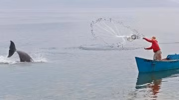 Thật không may, hoạt động đánh bắt cá trái phép và quy mô lớn đang khiến cá đối trở nên khan hiếm hơn, đe dọa mối quan hệ hợp tác đánh bắt cá heo - con người - một trong những mối quan hệ sinh thái có lợi cuối cùng còn lại giữa con người và động vật hoang dã. Ảnh:The Times &amp; The Sunday Times