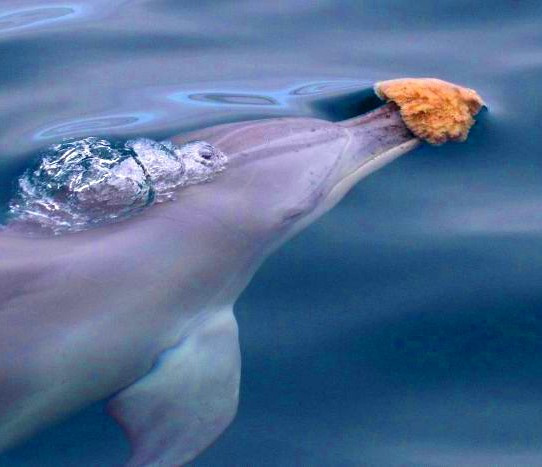 Sự tò mò và sáng tạo giúp cá heo khám phá ra các giải pháp mới cho các vấn đề, chẳng hạn như sử dụng các công cụ. Một số loài cá heo ở Úc sử dụng một kỹ thuật gọi là "bọt biển": Chúng đeo một miếng bọt biển trên mỏ và sử dụng miếng bọt biển để tìm thức ăn dưới đáy biển. Một nhóm cá heo đã phát minh ra "bóc vỏ", trong đó cá heo bẫy con mồi dưới nước trong vỏ ốc biển, chọc mỏ vào lỗ mở của vỏ và nhấc vỏ lên khỏi mặt nước để lắc phần bên trong vào miệng.Ảnh:ResearchCareer