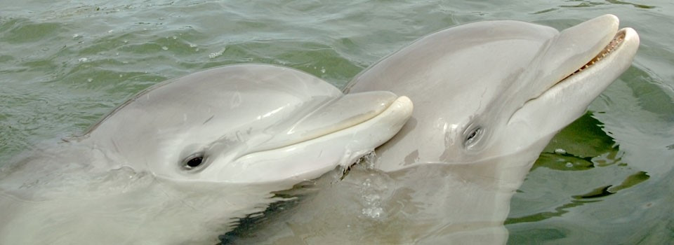 Nhóm nghiên cứu của Díaz López đã đo lường những điểm khác biệt này bằng cách quan sát cách cá heo mũi chai hoang dã phản ứng với những vật phẩm và tình huống mới. Sau đó, các nhà nghiên cứu đã phân loại từng cá heo theo mức độ táo bạo đến nhút nhát: Những cá thể nhút nhát ít có khả năng tiếp cận hơn. Những cá thể táo bạo hơn hóa ra lại có vai trò trung tâm hơn trong mạng lưới xã hội, với các mối quan hệ bền chặt hơn.Ảnh:Dolphin Research Center