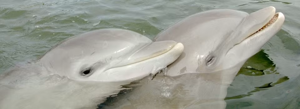 Nhóm nghiên cứu của Díaz López đã đo lường những điểm khác biệt này bằng cách quan sát cách cá heo mũi chai hoang dã phản ứng với những vật phẩm và tình huống mới. Sau đó, các nhà nghiên cứu đã phân loại từng cá heo theo mức độ táo bạo đến nhút nhát: Những cá thể nhút nhát ít có khả năng tiếp cận hơn. Những cá thể táo bạo hơn hóa ra lại có vai trò trung tâm hơn trong mạng lưới xã hội, với các mối quan hệ bền chặt hơn.Ảnh:Dolphin Research Center