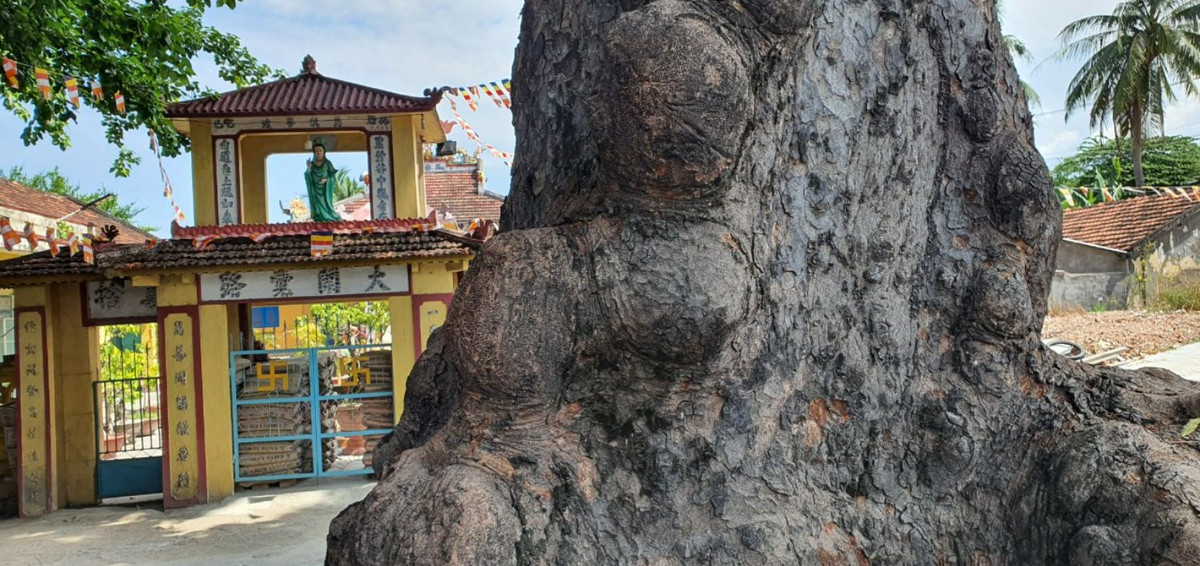 Kho vàng Hời (Khánh Hòa): Chùa Hoa Tiên ở thị trấn Diên Khánh, huyện Diên Khánh, tỉnh Khánh Hòa được cho là nơi chôn giấu “kho vàng Hời”. Lời kể từ xa xưa truyền lại rằng, đó là một kho báu của quý tộc Chăm gồm vô số tượng vàng, ngọc ngà. Kho báu được canh giữ bởi những trinh nữ bị chôn sống nhằm trấn giữ kho vàng.