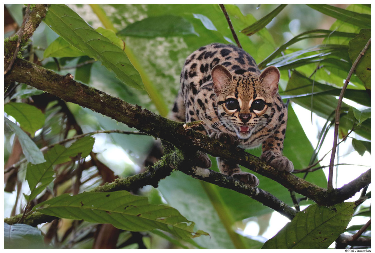 7.Chiêu trò cứu trẻ sơ sinh: Mèo đốm Margays (Leopardus wiedii), loài mèo hoang nhỏ sống ở Trung và Nam Mỹ, sử dụng bản năng của người lớn để giúp đỡ trẻ em nhằm dụ con mồi. Ảnh:Hari Viswanathan's Photo Gallery