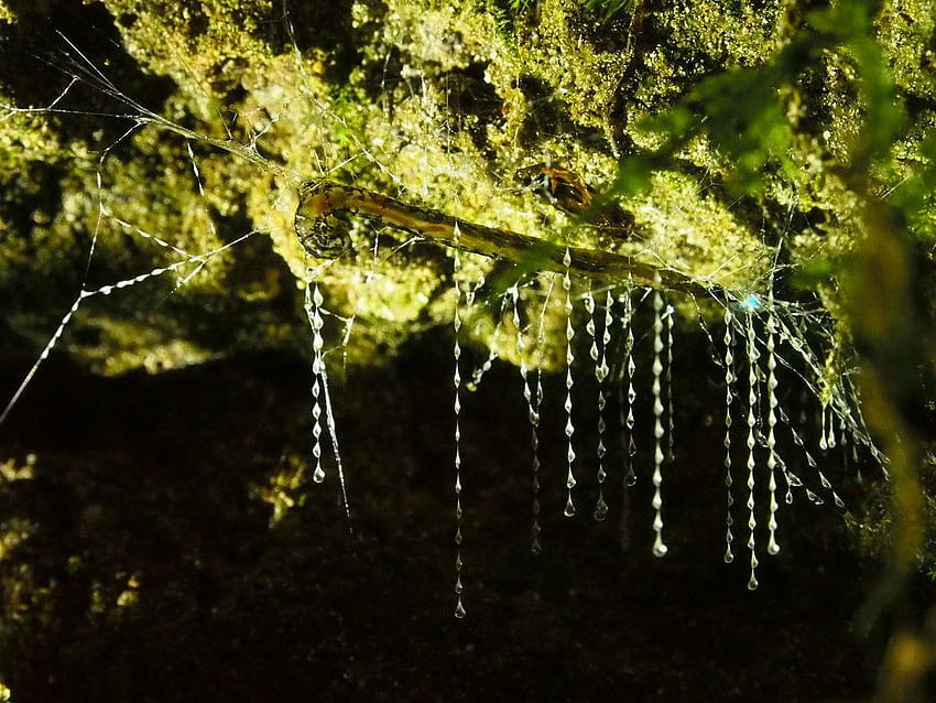 Ấu trùng bay quanh đỉnh hang hoặc sống trong bụi cây ẩm ướt. Từ miệng, chúng tạo ra "dây câu" bằng chất nhầy dạng hạt dài tới 50 cm để câu những loài côn trùng bay nhỏ như ruồi phù du, bướm đêm và muỗi. Theo một nghiên cứu năm 2016, một tổ có thể tạo ra tới 150 sợi dây dài. Ấu trùng thu hút những con ruồi này bằng phần mông phát quang sinh học màu xanh lam-xanh lục của chúng. Sau đó, dây câu được cuộn thẳng vào miệng. A.luminosa chỉ ăn trong 1 giai đoạn của vòng đời, có thể kéo dài tới 9 tháng.Ảnh:Pxfuel