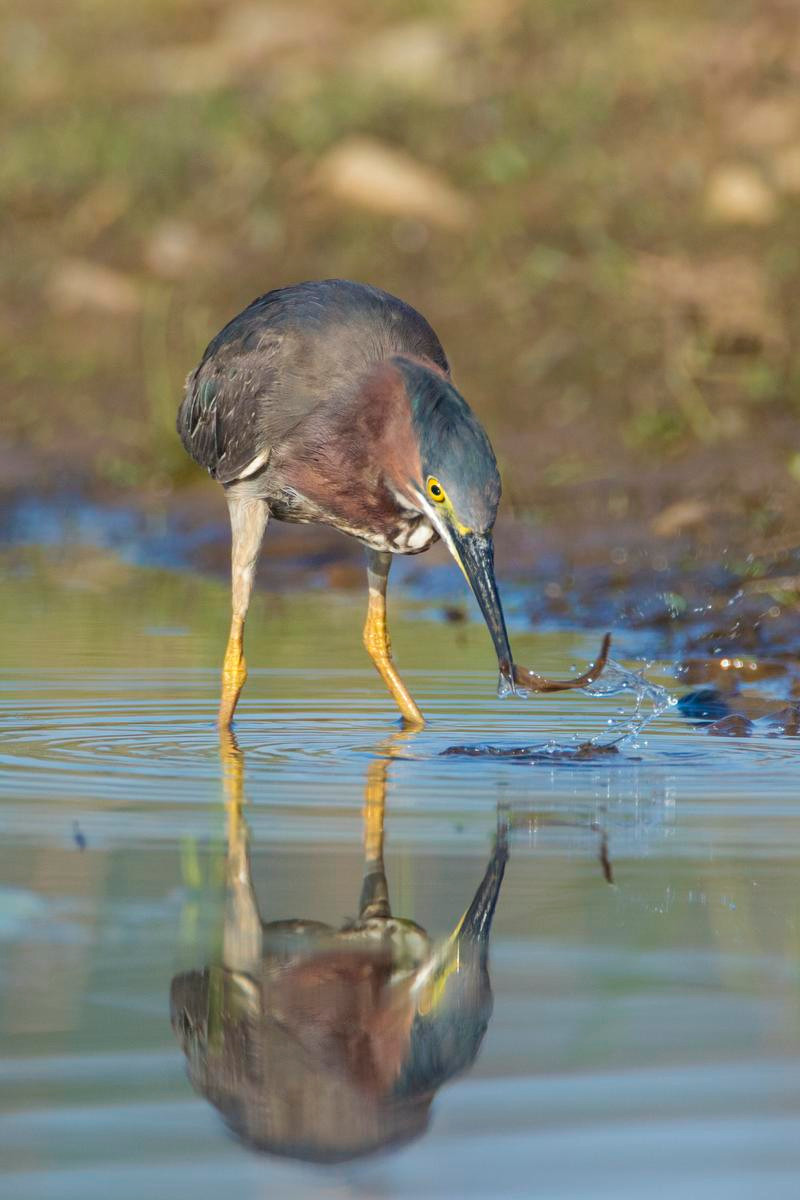 8.Dùng mồi để câu cá: Diệc xanh (Butorides virescens), sống ở Bắc và Nam Mỹ, kiếm ăn theo cách tương tự như con người. Loài chim này đậu trên đầm lầy và thả những mẩu bánh mì, côn trùng và lông vũ xuống để dụ cá. Khi cá tụ tập, diệc dùng mỏ sắc nhọn của mình để bắt cá ra khỏi nước.Ảnh:Finger Lakes Land Trust