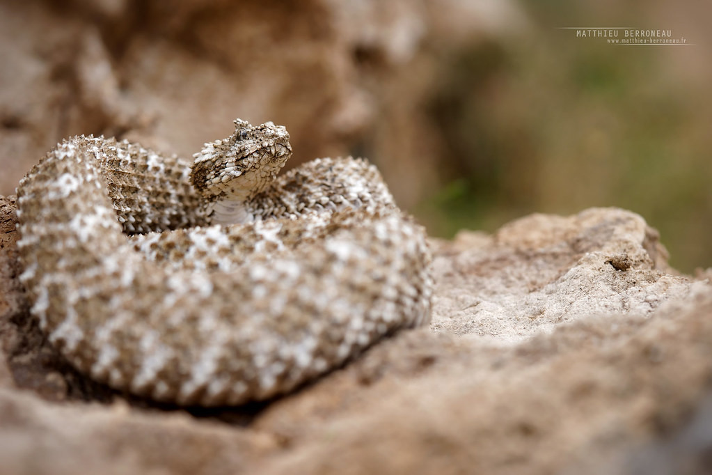 Đuôi chúng giống như nhện rung trên sàn nhà để dụ thằn lằn, động vật gặm nhấm và đôi khi là cả những con chim nghĩ rằng nhện là bữa trưa. Khi con mồi bị "con nhện" trên đuôi rắn đánh lạc hướng, con rắn sẽ lao vào.Ảnh:Flickr