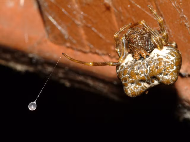 Nhện cái tương đối lớn, dài tới 2 cm,có bụng trắng lớn với các bướu rõ rệt, có lẽ vì chúng cần sức nặng để hạ gục con mồi to lớn của mình.Trong khi đó, con đực rất nhỏ, chỉ dài 1,6 mm, khả năng là vì chúng không cần săn con mồi lớn. Ảnh:Natural History of Orange County, California 