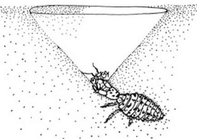 Ở những vùng đất tơi xốp hoặc cát, kiến sư tử di chuyển theo chuyển động tròn để tạo ra một hố hình phễu. Chúng chôn mình dưới đáy hố, kiên nhẫn chờ côn trùng rơi vào. Sau đó, nó dùng hàm kẹp chặt con mồi. Nếu con mồi cố gắng trốn thoát, nó sẽ dùng đầu để hất cát mạnh, tạo ra những trận lở đất nhỏ kéo côn trùng trở lại. Ảnh:ResearchGate