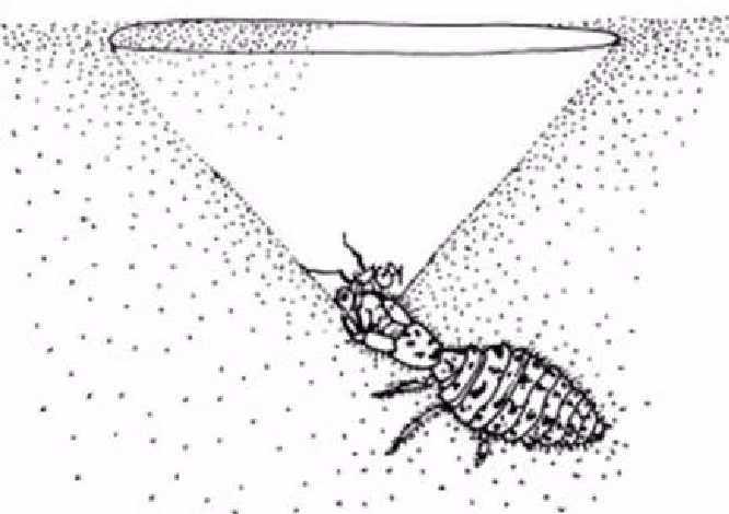 Ở những vùng đất tơi xốp hoặc cát, kiến sư tử di chuyển theo chuyển động tròn để tạo ra một hố hình phễu. Chúng chôn mình dưới đáy hố, kiên nhẫn chờ côn trùng rơi vào. Sau đó, nó dùng hàm kẹp chặt con mồi. Nếu con mồi cố gắng trốn thoát, nó sẽ dùng đầu để hất cát mạnh, tạo ra những trận lở đất nhỏ kéo côn trùng trở lại. Ảnh:ResearchGate