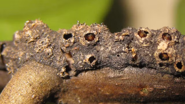 Kiến thợ đục nhiều lỗ dọc theo tổ, và lén lút đặt mình ngay bên dưới với hàm mở. Sau đó, kiến thợ sẽ tóm lấy chân tay của những con côn trùng khi chúng đi qua thân cây có lỗ. Chúng giữ chặt và làm côn trùng bất động trước khi cắn thành từng mảnh nhỏ. Ảnh:Yahoo