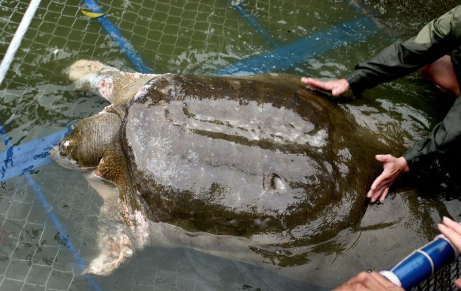 Giải sin-hoe, hay rùa hồ Gươm, giải Thượng Hải (Rafetus swinhoei). Họ: Ba ba (Trionychidae). Kích thước: Dài 1,1 mét. Khu vực phân bố: Phú Thọ (Hạ Hoà), Hà Nội (Hồ Gươm), Hoà Bình (Lương Sơn), Thanh Hoá (Sông Mã). Tình trạng: Cực kỳ nguy cấp (Sách Đỏ IUCN).