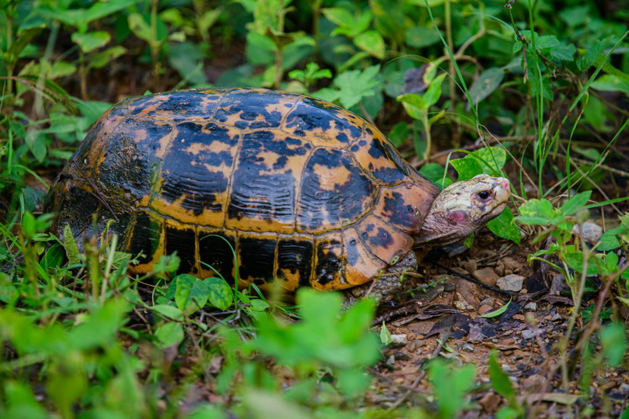 Rùa núi vàng, còn gọi là rùa đá, rùa gối (Indotestudo elongata). Họ: Rùa cạn (Testudinidae). Kích thước: Dài 28 cm. Khu vực phân bố: Lào Cai, Cao Bằng, Hà Giang, Tuyên Quang, Lạng Sơn, Sơn La, Bắc Giang, Hòa Bình, Quảng Ninh, Thanh Hóa, Nghệ An, Thừa Thiên Huế, Quảng Nam, Kon Tum, Gia Lai, Đắk Lắk, Tây Ninh, Bình Phước, Bình Thuận, Bà Rịa – Vũng Tàu. Tình trạng: Cực kỳ nguy cấp (Sách Đỏ IUCN).