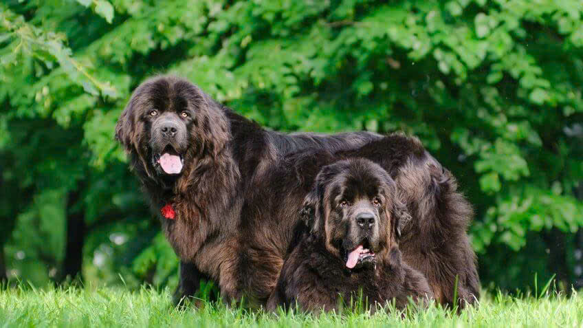 Đó không chỉ là vẻ bề ngoài. Holland cho biết: “Những phát hiện từ một nghiên cứu gần đây chỉ ra rằng chó và chủ của chúng giống nhau ở 5 khía cạnh tính cách gồm: hướng ngoại, dễ chịu, cởi mở, tận tâm và nhạy cảm”. Những phát hiện này cũng ủng hộ giả thuyết rằng chúng ta chọn những thú cưng giống chúng ta - không chỉ những con trông giống chúng ta mà cả những con có hành động giống chúng ta. (Ảnh: 24h)