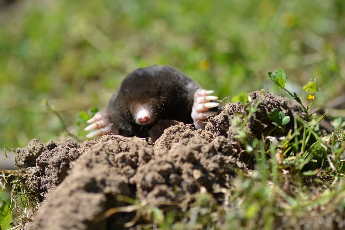 Chuột chũi châu Âu (Talpa europaea):Giống như chuột chù, chuột chũi sử dụng nước bọt độc để làm tê liệt và chế ngự con mồi của chúng - chủ yếu là giun đất. Điều này cho phép chúng lưu trữ thức ăn tươi và sống để tiêu thụ. Ảnh:Popular Mechanics