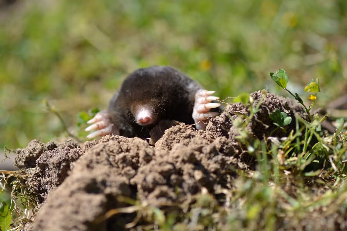 Chuột chũi châu Âu (Talpa europaea):Giống như chuột chù, chuột chũi sử dụng nước bọt độc để làm tê liệt và chế ngự con mồi của chúng - chủ yếu là giun đất. Điều này cho phép chúng lưu trữ thức ăn tươi và sống để tiêu thụ. Ảnh:Popular Mechanics