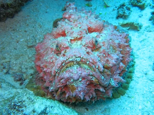 Cá mặt quỷ: Với lớp ngụy trang loang lổ và thói quen ẩn núp dưới đáy bùn hoặc đá của môi trường biển, chúng rất dễ bị giẫm phải. Tiếp xúc sẽ gây ra vết đốt từ một trong những chiếc gai vây lưng giống như kim của chúng. Vết đốt này cực kỳ đau đớn và thậm chí có thể gây tử vong. Tuy nhiên, loài cá này có thể ăn được sau khi những chiếc gai độc của chúng được loại bỏ cẩn thận và thậm chí được coi là một món ngon ở một số vùng của Châu Á. Ảnh:Siladen Resort