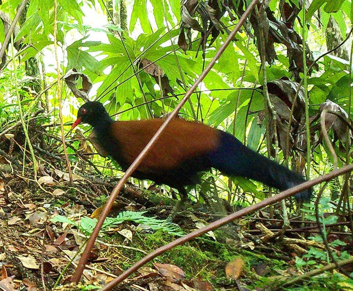 Các chuyên gia nghiên cứu cho biết, việc tìm thấy loài chim này giống như tìm thấy kỳ lân trong truyền thuyết. Trước đó, họ nghĩ có ít hơn 1% cơ hội để gặp nó.