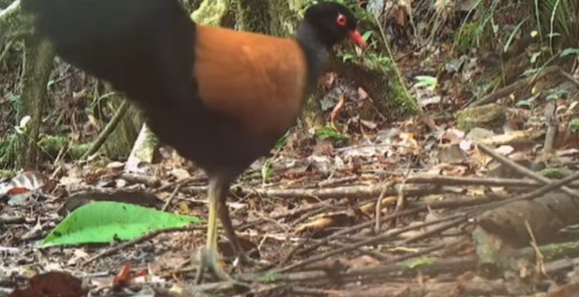 Bồ câu đầu đen, được mô tả lần đầu tiên vào cuối thế kỷ 19 và đã không được nhìn thấy trong hơn 140 năm. Nhưng một nhóm tìm kiếm chim lạc đã quay được đoạn phim về loài chim này trên đảo Fergusson, một hòn đảo hiểm trở trong quần đảo D'Entrecasteaux ngoài khơi phía đông Papua New Guinea.