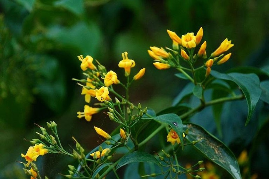 Lá ngón là một loại cây rất độc, có thể giết chết con người bất cứ lúc nào. Độc tố có trong lá ngón ngấm rất nhanh, có thể qua đường tiêu hóa chỉ trong 5 – 10 phút.