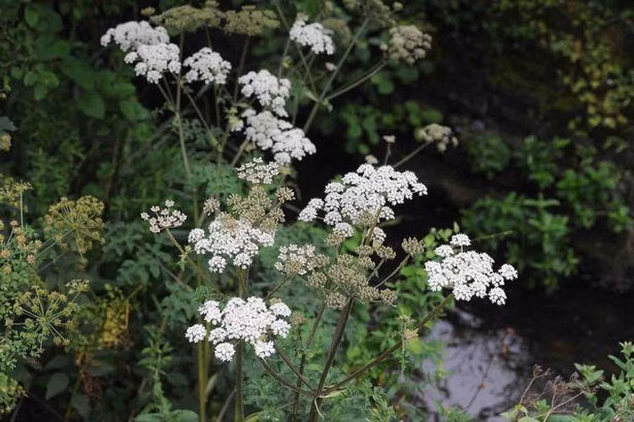 Ngò tây khổng lồ gây độc cho các loài động vật theo hình thức quang độc tính. Hóa chất do cây tiết ra khi tiếp xúc với da và phản ứng với ánh sáng mặt trời sẽ gây bỏng.