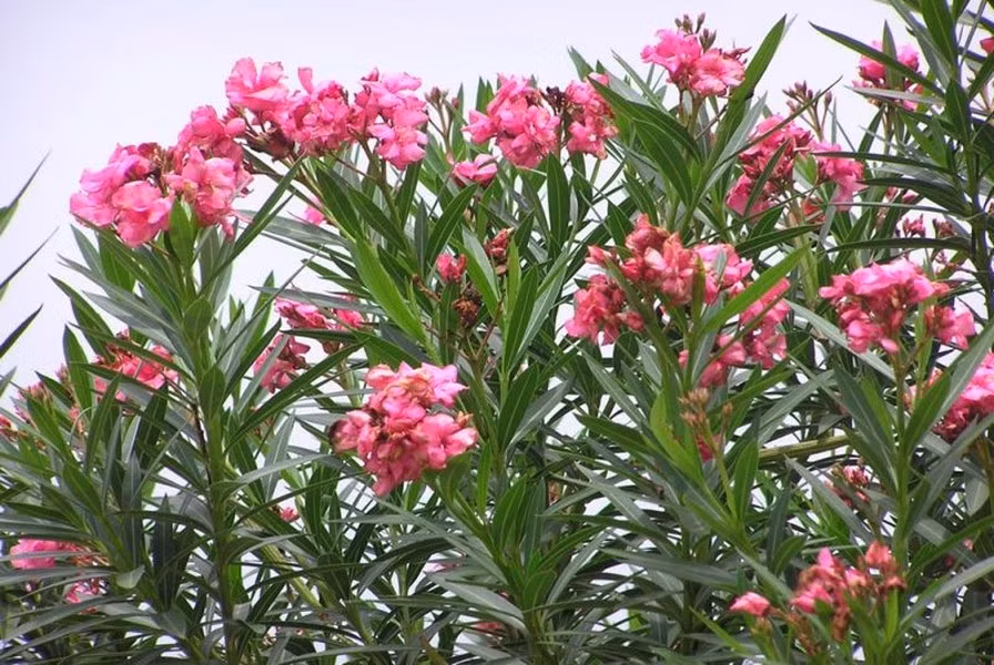 Cây trúc đào là loài cây độc nhất trên thế giới, với nhiều loại chất độc ngầm trên các phần của cây. Oleandrin và neriine là hai loại chất độc mạnh có ảnh hưởng trực tiếp lên tim.