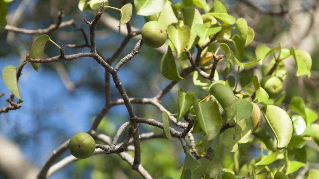 Cây Manchineel là một loài thực vật cực độc, chỉ cần đứng gần thôi chứ chưa cần chạm vào bạn đã có nguy cơ bị nhiễm độc rồi.