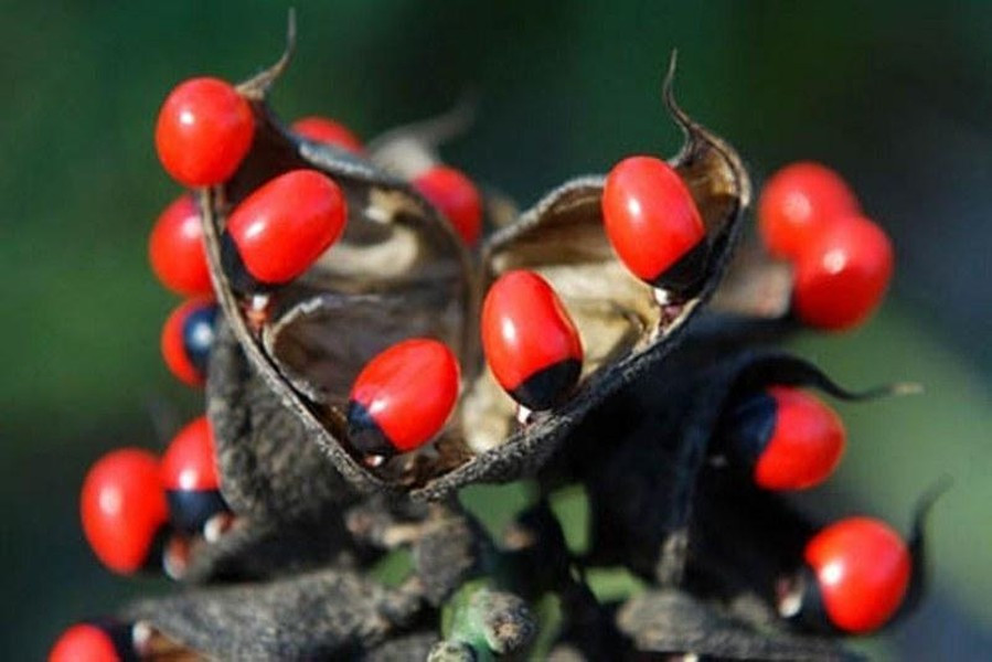 Cây cam thảo dây được biết đến có những hạt nhỏ màu đỏ, đầu đen rất đẹp nên nó được dùng làm đồ trang sức. Đây là loại hạt khá quen thuộc và phổ biến với các bạn nhỏ ở quê, kể cả Việt Nam, nhưng hạt cam thảo dây lại chứa chất độc abrin.
