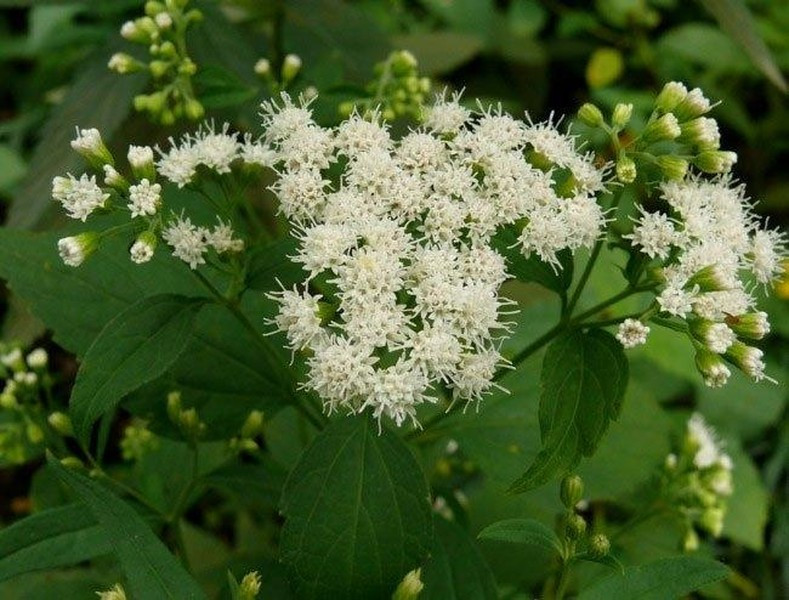 White Snakeroot là một loại cây có hoa màu trắng rất đẹp nhưng lại chứa chất tremetol, một loại ancol không bão hòa và có thể gây ngộ độc nghiêm trọng cho người và gia súc.
