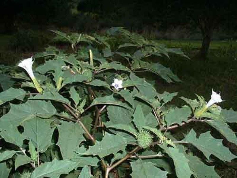 Loại cây Jimsonweed là một loài cây độc hại và nên tránh xa. Do vậy, nếu vô tình nhìn thấy cây này, bạn hãy nhanh chóng rời xa chúng càng nhanh càng tốt.