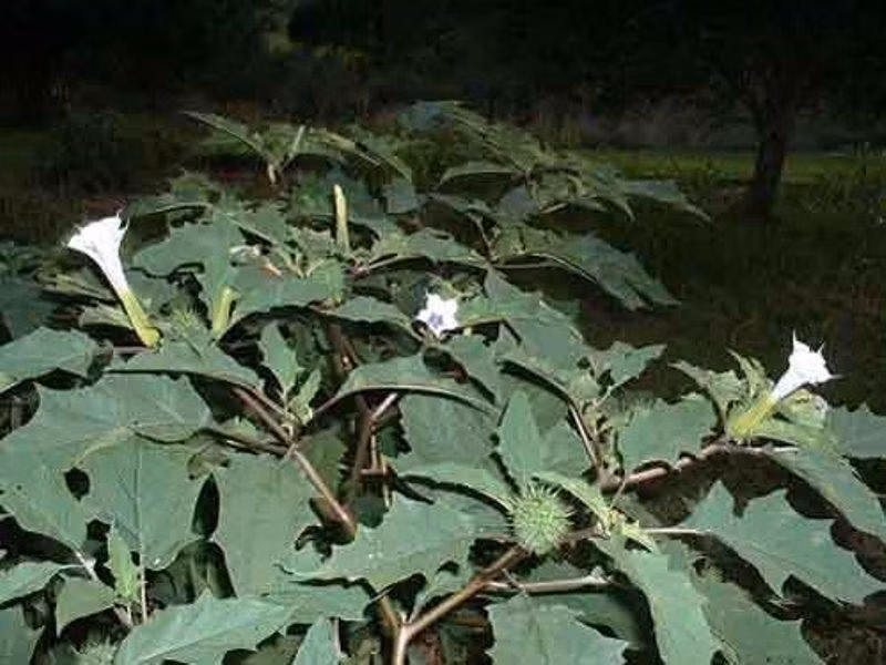Loại cây Jimsonweed là một loài cây độc hại và nên tránh xa. Do vậy, nếu vô tình nhìn thấy cây này, bạn hãy nhanh chóng rời xa chúng càng nhanh càng tốt.